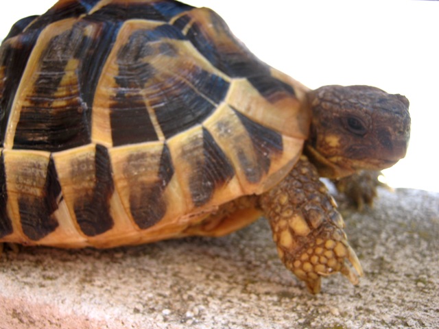 Tartaruga di identificare (Testudo hermanni hermanni)